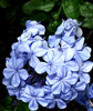 a patch of blue