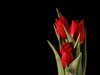Red tulips