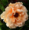 orange rose