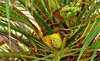 seedy palms