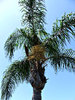 seedy palms