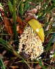seedy palms