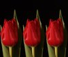 Three red tulips