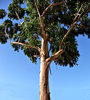 bark shedding eucalypt