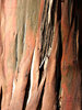bark shedding eucalypt