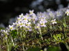 Spring flowers