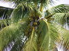 Coconut palm