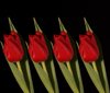 Four red tulips