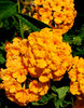 golden clusters