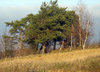 Trees 4
