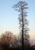 Trees 10