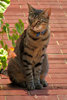 sleepy garden watch