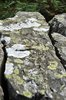 Moss on stones