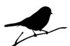 silhouette finch