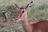 Female Impala