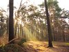 sunbeams in the forest