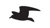 silhouette flying seagull