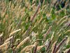 Wild wheat plants 2