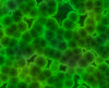 Bacteria 2