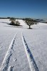 Tracks