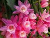 Pink Flowers