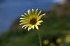 White and yellow daisy 1