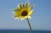 White and yellow daisy 3