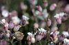 Wild buds