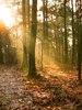 sunbeams in the forest 2