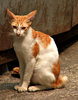 alley cat keeping watch