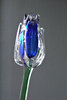 glass tulip