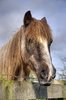 Horse HDR