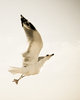 seagull 5