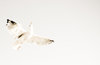 seagull 3