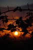 bramble sunset