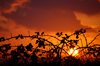 bramble sunset