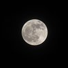 moony (or moomfho)
