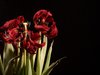 Withered tulip