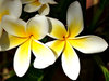frangipani gold