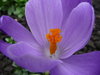 Purple flowers