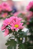 Pink Flowers 2