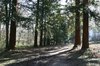 Redwood path