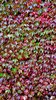 Ivy leaves abstract 3