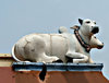 temple sacred cattle