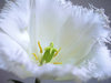 white tulip