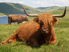 Highland Cattle