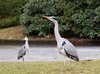 Herons
