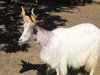german heath (domestic sheep)
