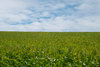 landscapes