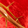 crown of thorns